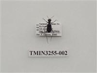 藏品(黃星虎甲蟲(深山小虎甲蟲))的圖片